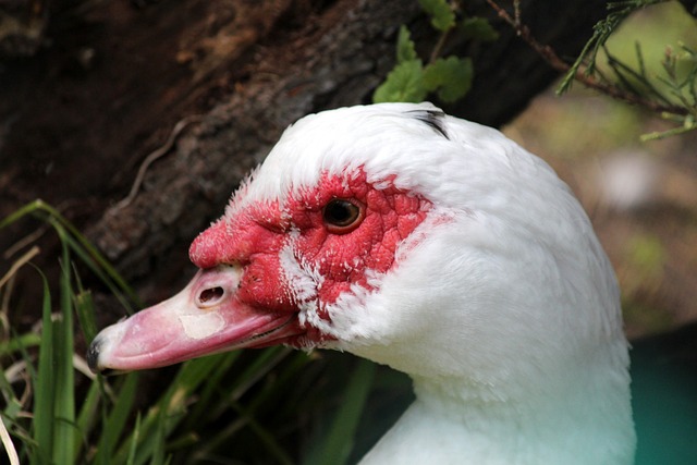 盘点吴艳妮的那些豪言壮语